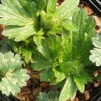 Ranunculus gouanii 
